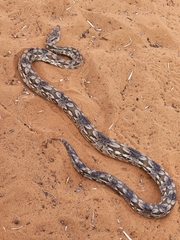 Acrantophis dumerili