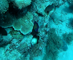 Centropyge bispinosa