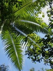 Archontophoenix alexandrae
