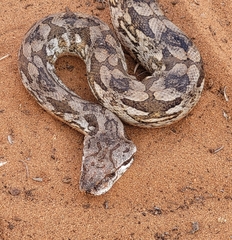 Acrantophis dumerili