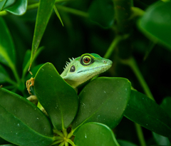 Bronchocela cristatella