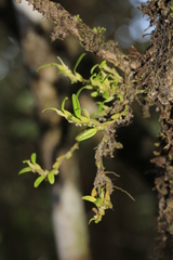Bulbophyllum absconditum