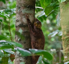 Galeopterus variegatus