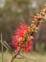 Melaleuca linearis