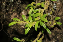 Bulbophyllum absconditum