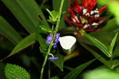 Leptosia nina niobe