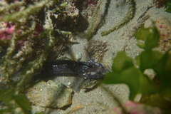 Ruanoho decemdigitatus