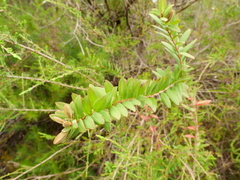Melaleuca hypericifolia