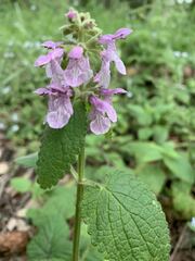 Stachys bullata