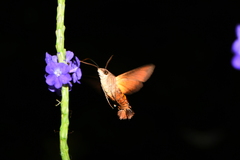 Macroglossum
