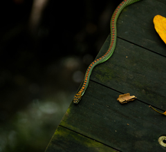 Chrysopelea paradisi