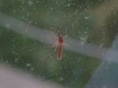 Culicinae