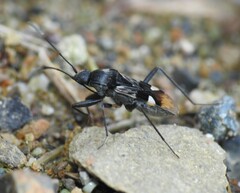 Dieuches maculicollis