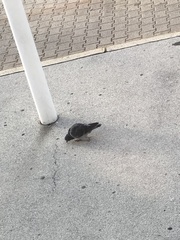 Columba livia domestica