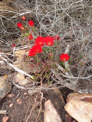 Drosanthemum lavisii
