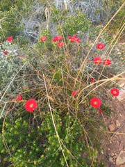 Drosanthemum lavisii