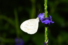 Leptosia nina niobe