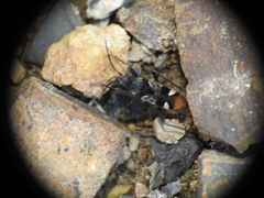 Dieuches maculicollis