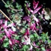Martin's Ramping-Fumitory - Photo Javier martin, no known copyright restrictions (public domain)