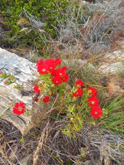 Drosanthemum lavisii