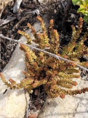 Glomeratae