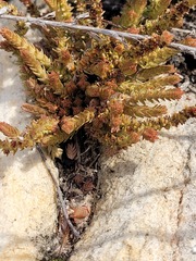 Glomeratae