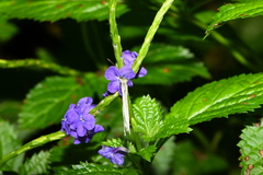 Leptosia nina niobe