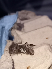 Diloba caeruleocephala