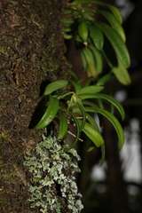 Bulbophyllum cylindrobulbum
