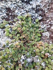 Bulbophyllum pygmaeum