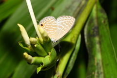 Jamides alecto dromicus