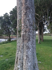 Bulbophyllum pygmaeum