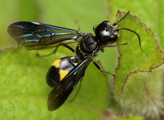 Trigonalys natalensis