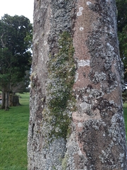 Bulbophyllum pygmaeum