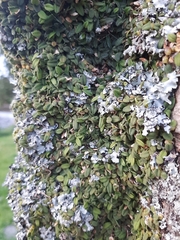 Bulbophyllum pygmaeum