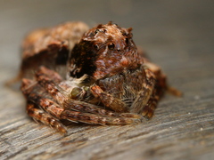 Hamataliwa