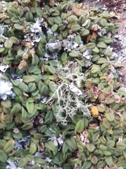 Bulbophyllum pygmaeum