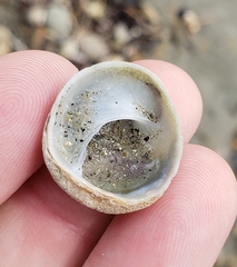 Sigapatella novaezelandiae