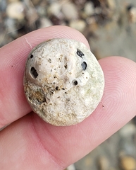 Sigapatella novaezelandiae