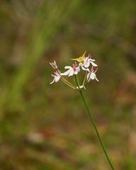 Sidymella rubrosignata