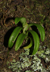 Bulbophyllum cylindrobulbum