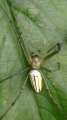 Leucauge