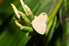 Jamides alecto dromicus