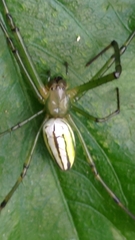 Leucauge