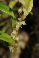 Bulbophyllum absconditum