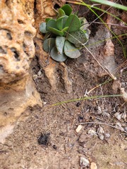 Adromischus