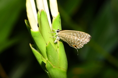 Jamides alecto dromicus