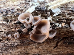 Auricularia auricula-judae