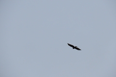 Buteo buteo