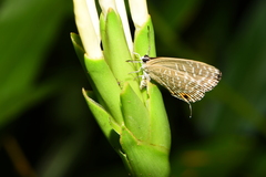 Jamides alecto dromicus